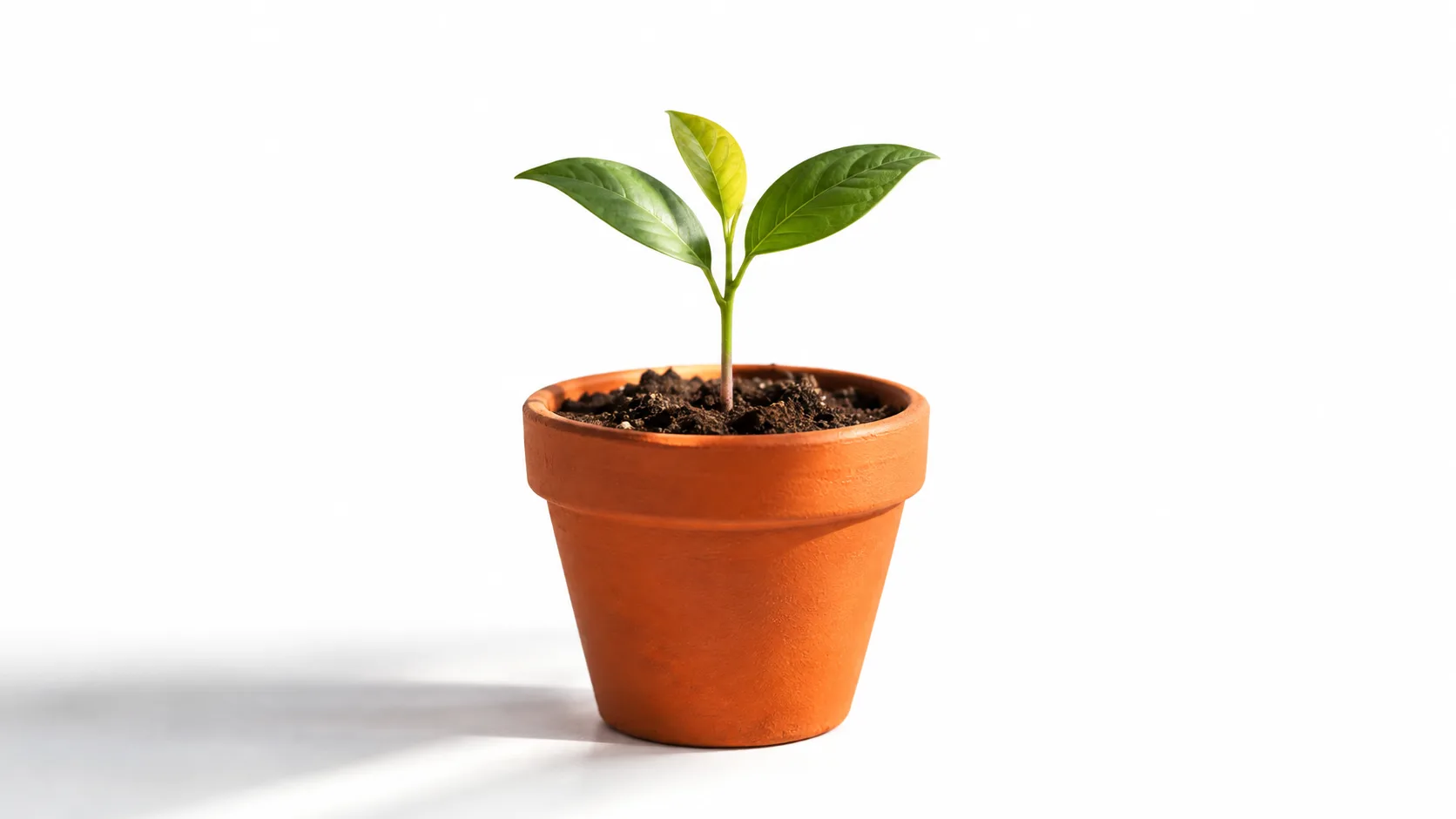 Seedling illustrating starting an affiliate business from zero